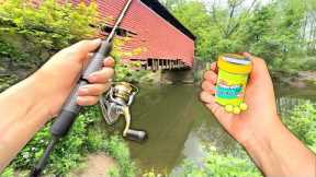 Eating Whatever I Catch.. Creek Fishing for Stocked Trout (Catch and Cook)