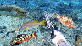 HUGE FISH EVERYWHERE Hunting & Cooking Our Fresh Catch On a Remote Island 🏝️ 48 Miles At Sea🇯🇲 Style