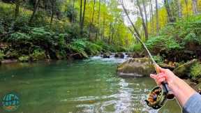 Fly Fishing an INSANE Creek for Big Trout! (BIGGEST FISH OF THE YEAR)