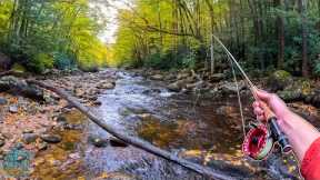 The fish you have to see to believe... (Fly Fishing for Trout)