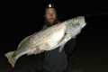 Catch N Cook catching HUGE MULLOWAY