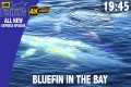 Giant Bluefin Tuna In The Bay - ITM