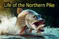 Life of a Northern Pike and How to