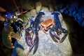 BIG FORAGED LOBSTERS & CRAB -