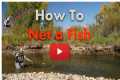 How to net a fish when fly fishing