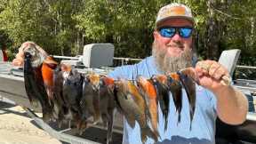 Creek Fishing for Topwater Panfish!!! {Catch Clean Cook}