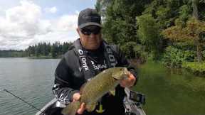 Swimbaits, Shad Shaped Worms, and Smallmouth Bass