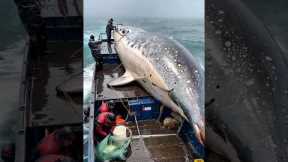 HUGE FISH  caught by brave fishermen🌊🐟