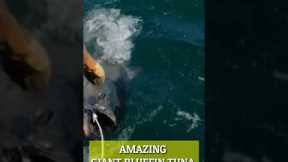 AMAZING GIANT BLUEFIN TUNA FISHING #shorts