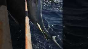 This is what long range tuna fishing looks like