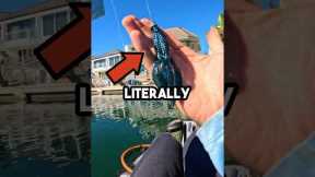 Freshwater Lures in Saltwater! #fishingvideo #fishing