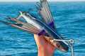 Using FLYING Fish to Catch Bluefin