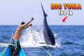 MONSTER Yellowfin Tuna Fish Catching