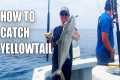 How To Catch Yellowtail Fishing