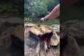 cooking fish on hot stone | fish