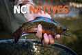 Fly Fishing in NC for WILD Trout