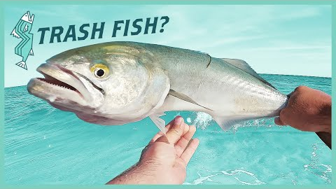 Bluefish Catch and Cook, Is It A Trash Fish? | NJ Saltwater Fishing