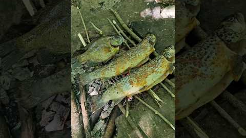 Catching and cooking some trout and bluegill over a campfire 🏕