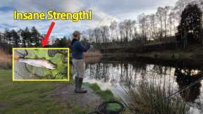 HUGE TIGER TROUT - Winter Trout Fly-Fishing in the Scottish Borders