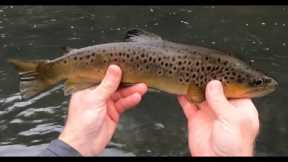 The PERFECT Winter Fly Fishing Day! PA Class A Water, Snow, No Wind, Hungry Fish, Yeah Baby!