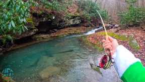 Fly Fishing for the Most Beautiful Trout!  (Winter Fishing)