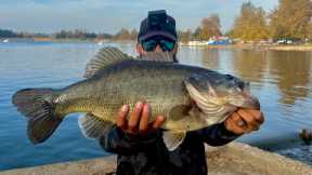 Caught a 20lb GIANT FISH at Lake Balboa!!!