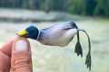 Fishing a DUCK LURE at THE BEST LAKE