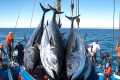 Bluefin Tuna Caught by Longline - The 