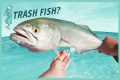 Bluefish Catch and Cook, Is It A