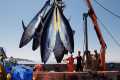 Massive Bluefin Tuna: Catches Fishing 