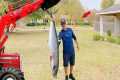 Big King Mackerel Catch, Clean, and