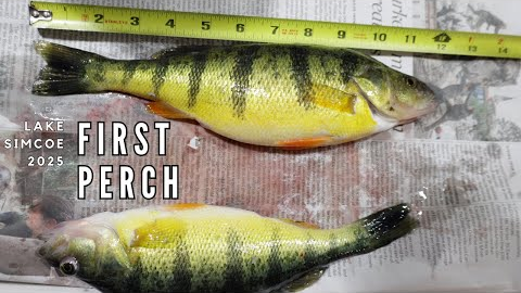 Perch Fishing Through First Ice on Lake Simcoe | 2025