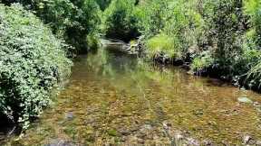 Fly Fishing For Trout, Best Fly Fishing Trip This Season