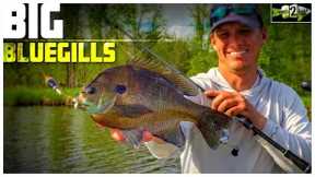 Bluegill Fishing Tips with Bobbers and Plastic Lures