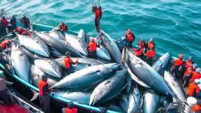 Inside the European Fishing Industry - How Bluefin Tuna Are Caught by the Millions With Longline