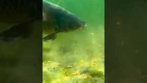 What really happens underwater #carp #fail