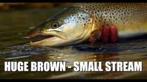 Huge Brown Trout in a Small Stream - Fly Fishing