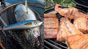 Follow The Birds For Kingfish - Catch & Cook