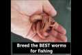 Breed the BEST worms for fishing -