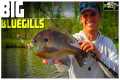 Bluegill Fishing Tips with Bobbers