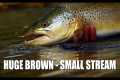 Huge Brown Trout in a Small Stream -