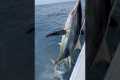 Yellowfin tuna fishing results in a