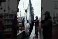 Record-Breaking Giant Tuna Caught by