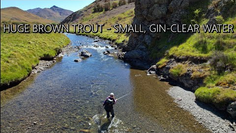 Huge Brown Trout in Gin-Clear Water - Fly Fishing Dry Flies for Browns in PRIME Summer Conditions