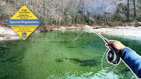 GIANT Trout Live Here (Virginia Fly Fishing)