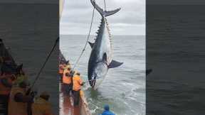 Deep-Sea Tuna Fishing#Marine Fishing Operation#Tuna Fishing#Deep-Sea Operation#Marine Fisheries