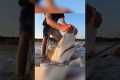 200kg shark becomes the bait #fishing 