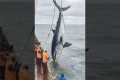 Deep-Sea Tuna Fishing#Marine Fishing