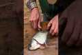 5 Steps to Filleting Crappie | Wild