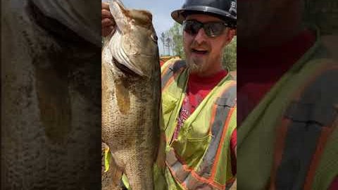 Rescuing Giant Bass from Drained Pond #shorts